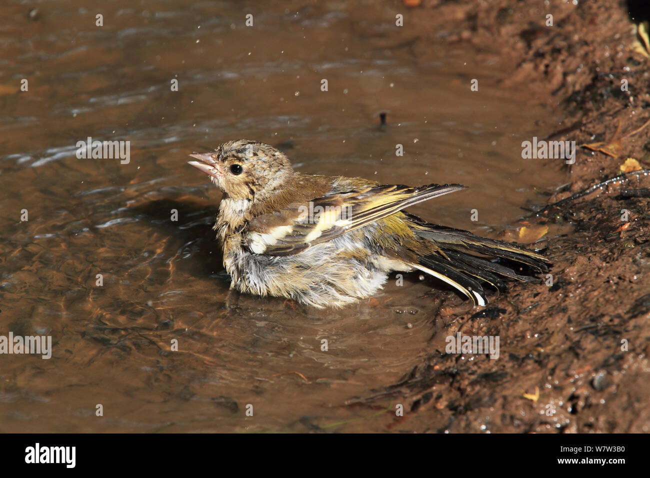 Buchfink (Fringilla coelebs) Weiblich baden in Woodland Pool, Warwickshire, Großbritannien, Juli. Stockfoto