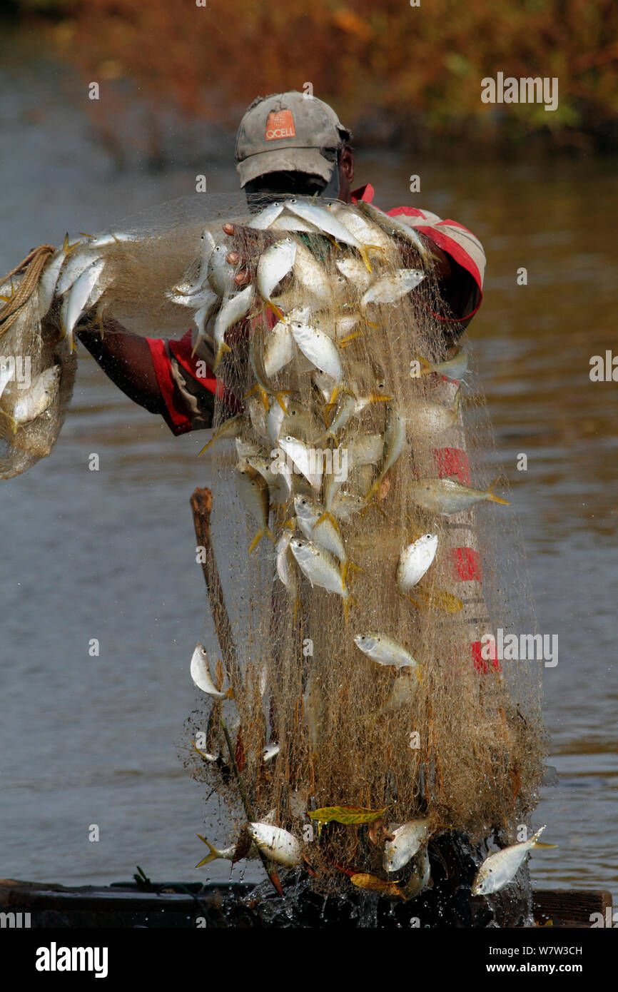 Mann, der net mit Fisch, Gambia, Westafrika, November 2012. Stockfoto