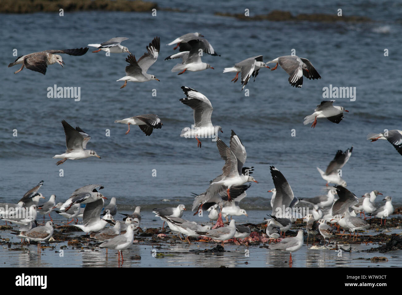 Graue gullls (Larus cirrocephalus poiocephalus) Fütterung auf verworfen, Fisch, Innereien, Tanji Strand, Gambia, Westafrika. Stockfoto