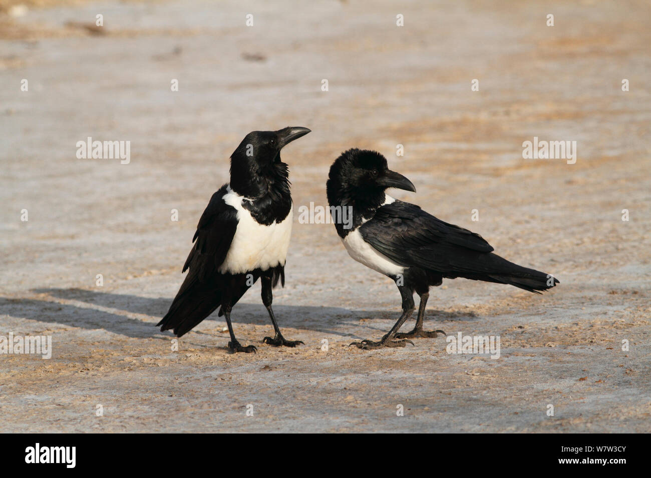 Pied Crow (Corvus albus) stehen am Strand, Gambia, Westafrika. Stockfoto