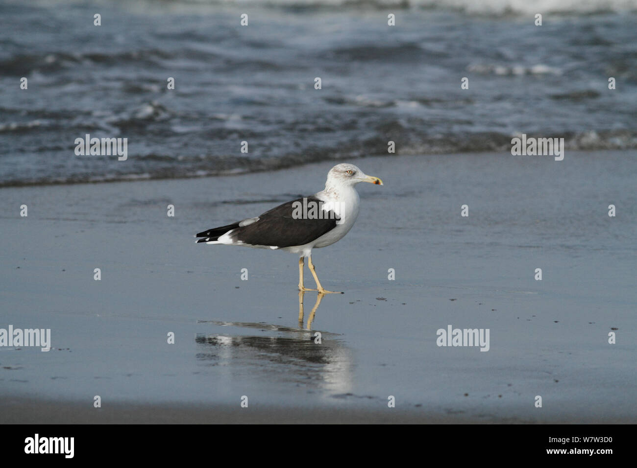 Heuglin&#39;s Möwe (Larus heuglini) stehend auf tanji Strand, Gambia, Westafrika. Stockfoto