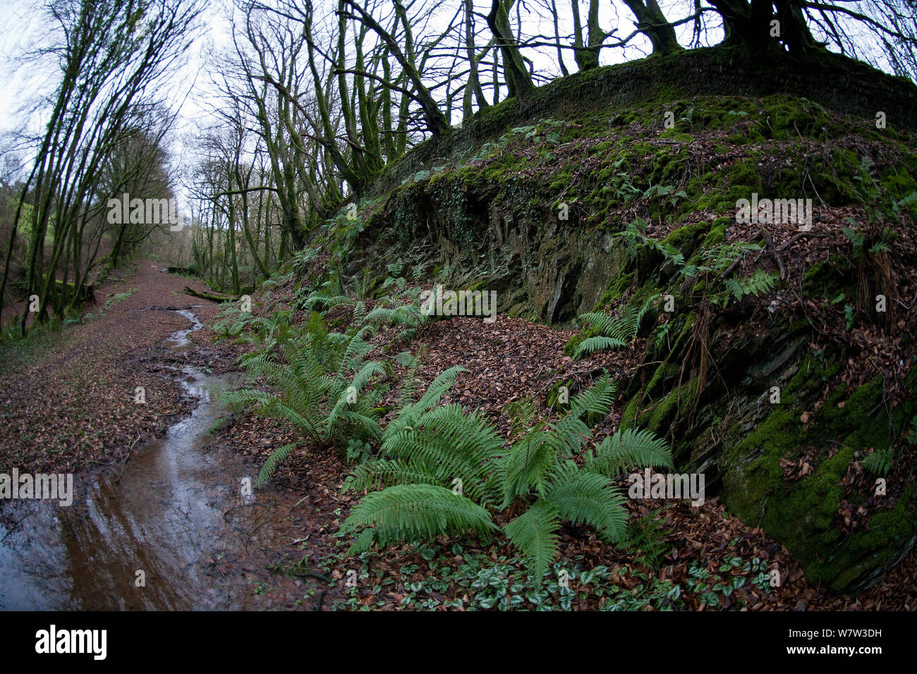 Weitwinkelaufnahme der männlichen Farne (Dryopteris filix-mas) mit Verbreitung Rosette aus Wedel, wachsen in der alten Bahn in der Nähe von Ilfracombe, Devon, UK, Dezember 2013. Stockfoto