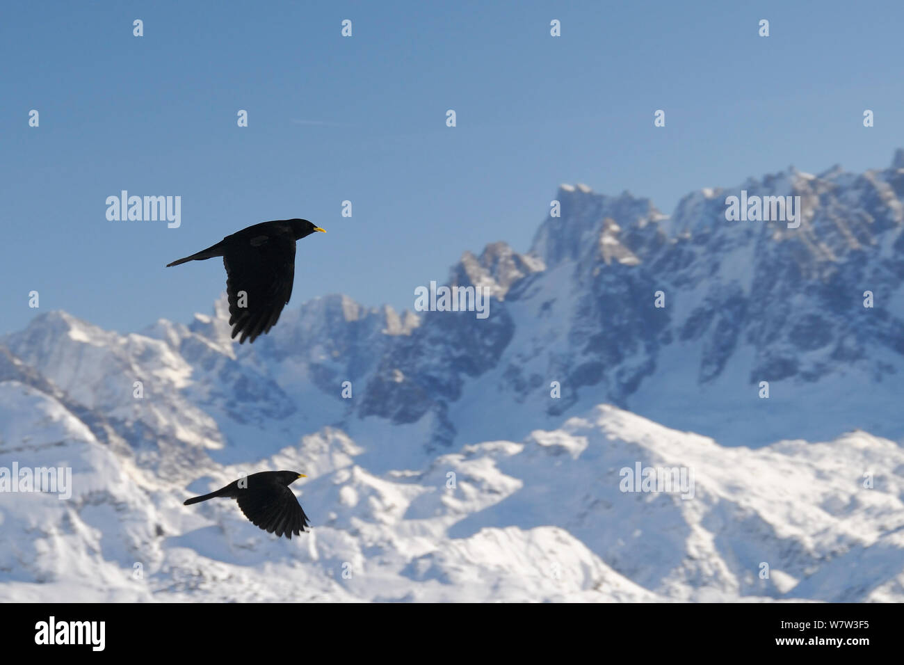 Zwei Alpine/Yellow-billed choughs (Pyrrhocorax Ochotonidae) im Flug mit Mont Blanc, Europa &#39;s höchster Berg im Hintergrund, Flaine, Französische Alpen, Haute Savoie, Frankreich, Dezember. Stockfoto