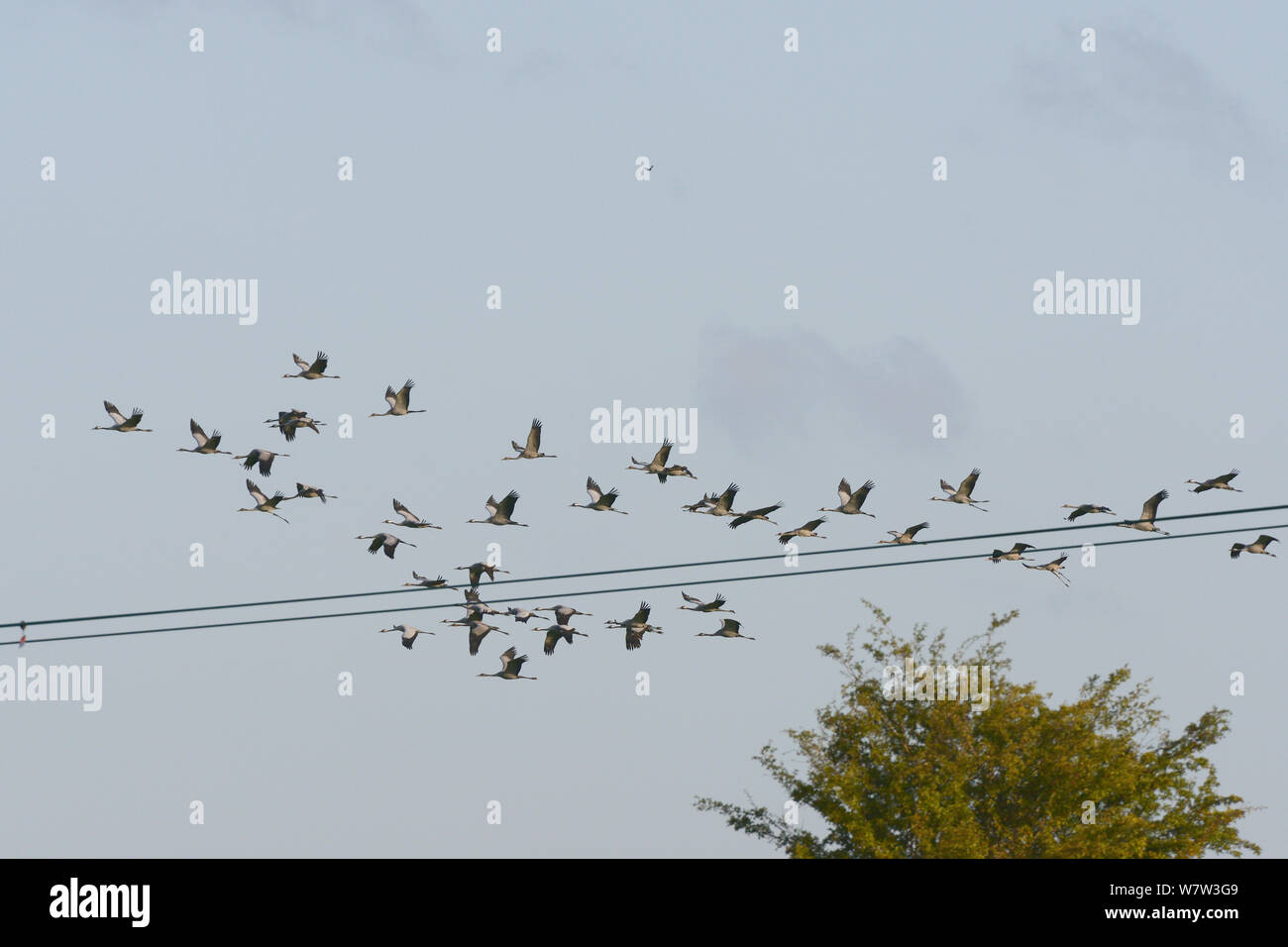 Herde von 43 Common/Eurasischen Kraniche (Grus Grus) von dem großen Kran Projekt auf den Somerset Ebenen freigegeben, fliegt über Stromkabel, Aller Moor, Somerset, Großbritannien, Oktober 2013. Stockfoto