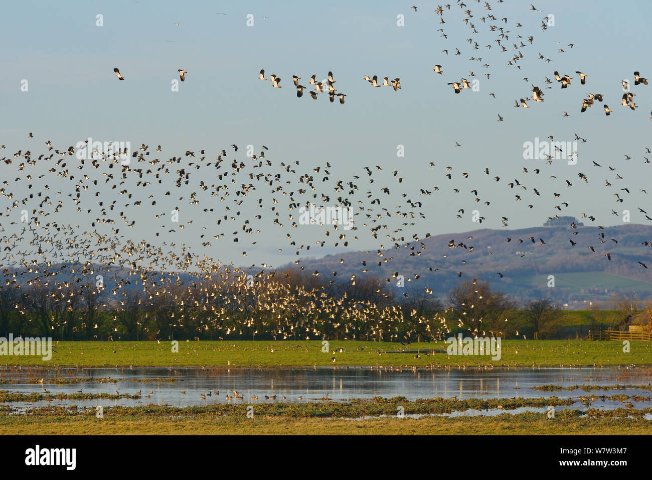 Dichte Schwärme von Kiebitze (Vanellus vanellus), Goldregenpfeifer (Pluvialis apricaria) und Black-tailed godwits (Cygnus olor) Fliegen über eine Gruppe von gemeinsamen Teal (Anas crecca) Nahrungssuche auf überschwemmten Weideland, Gloucestershire, UK, Januar. Stockfoto