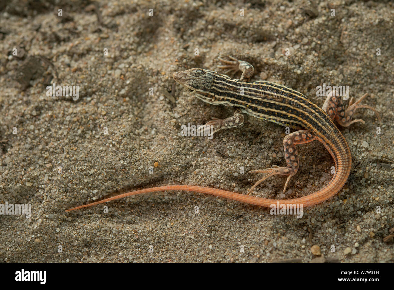 Stachelige footed Lizard (Acanthodactylus erythrurus) Jugendkriminalität, Portugal. Endemisch auf der Iberischen Halbinsel. Stockfoto
