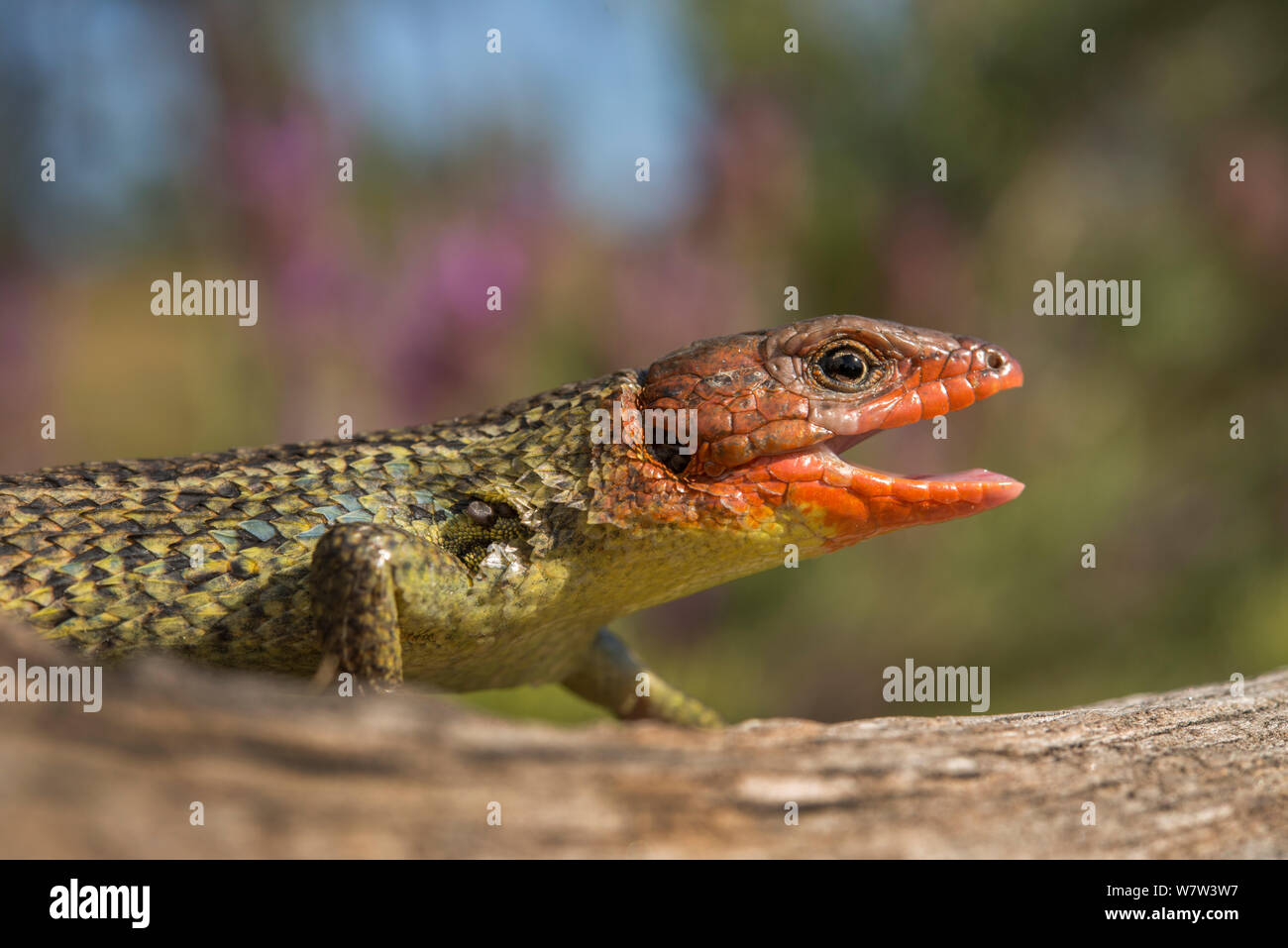 Männliche Algerischen (psammodromus algirus Psammodromus) in Zucht Färbung, Caparica Fossil Cliff, Portugal, Mai. Stockfoto