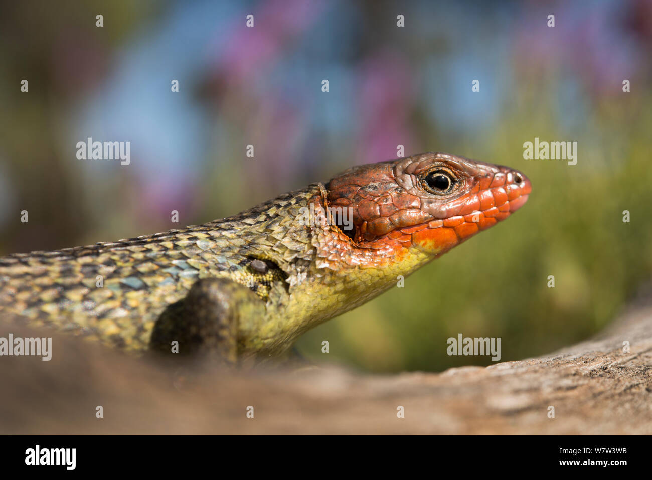 Männliche Algerischen (psammodromus algirus Psammodromus) in Zucht Färbung, Caparica Fossil Cliff, Portugal, Mai. Stockfoto