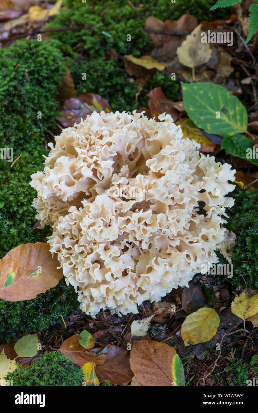 Blumenkohl Pilz (Sparassis crispa) auf alten Kiefern stumpf. Surrey, England, Großbritannien, Oktober. Stockfoto