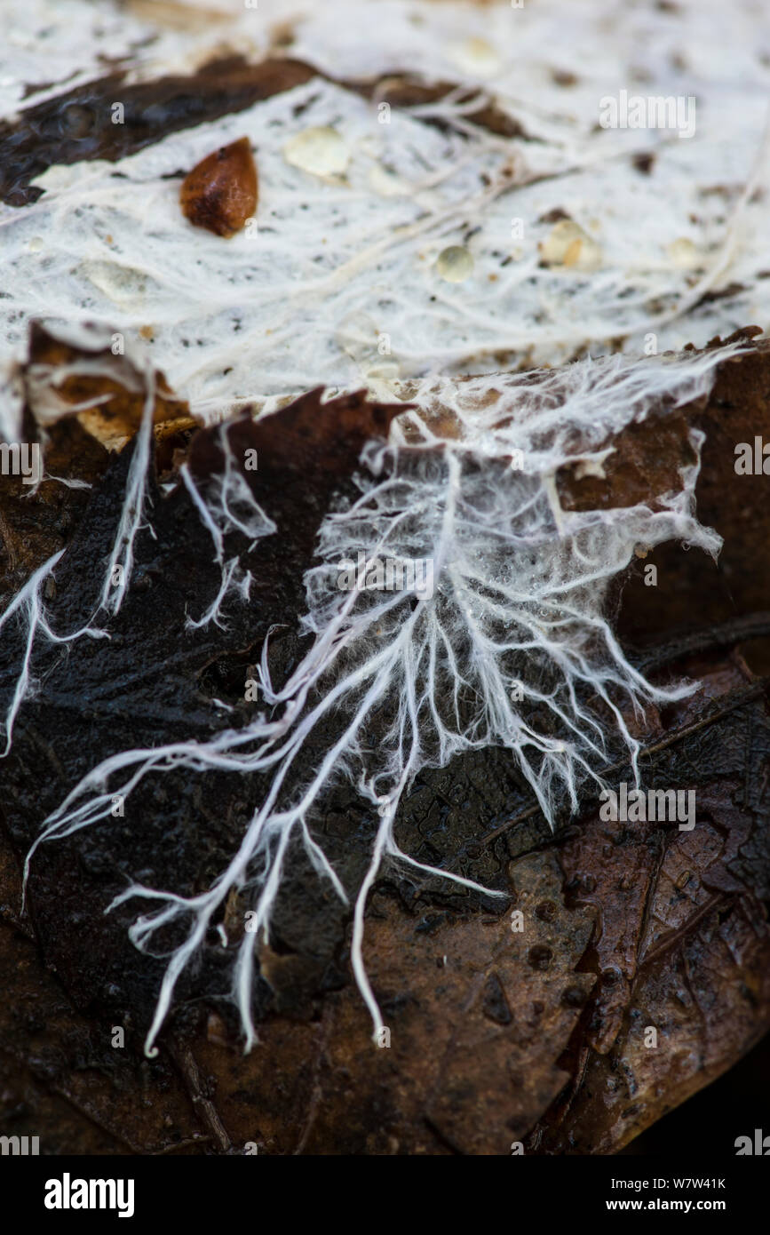 Die Pilzfäden (Myzel) auf Blatt auf Waldboden. Surrey, England, UK, November. Stockfoto