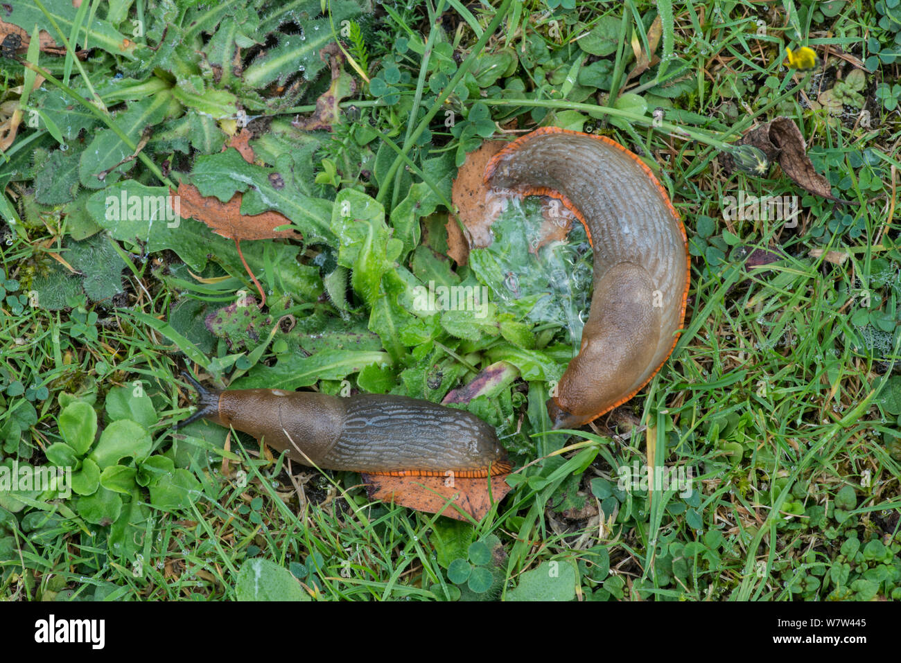 Slug (Arion ater agg) orange Form, Paar nach der Paarung. Surrey, England, UK, September. Stockfoto