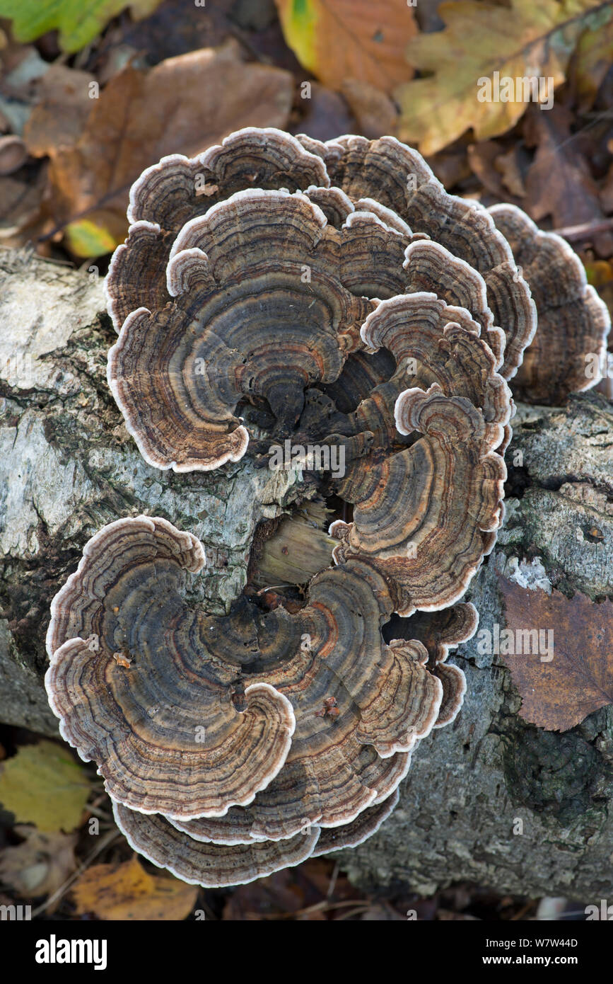 Turkeytail Pilz (Trametes versicolor) auf Verrottenden Birke anmelden. Surrey, England, UK, November. Stockfoto