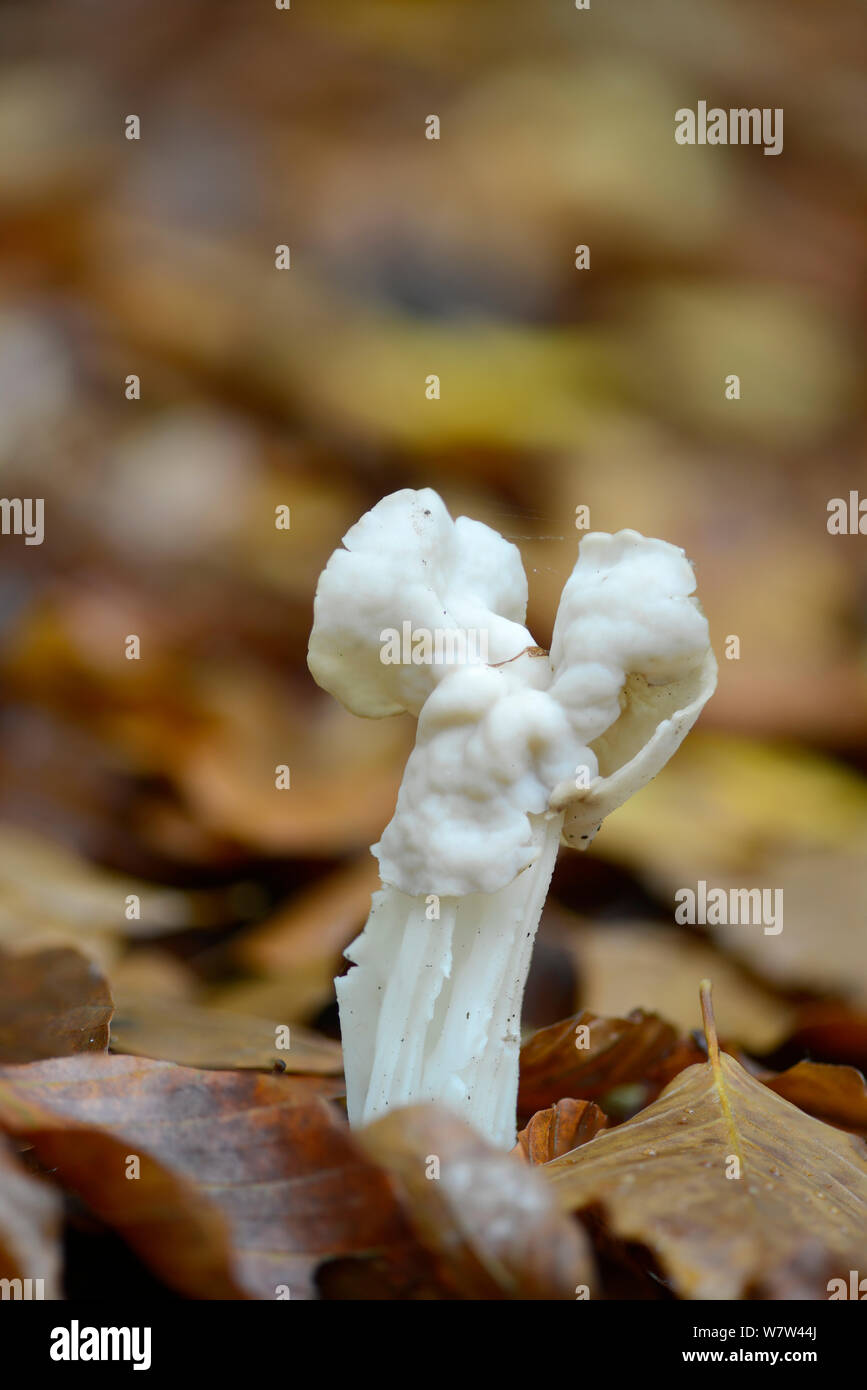 Weißen Sattel Pilz (Helvella crispa) in Buche, Surrey, England, UK, November. Stockfoto