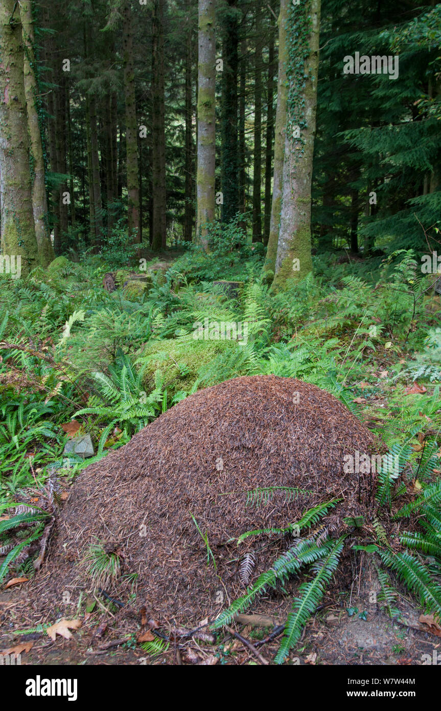 Waldameise (Formica rufa) Nest in den herbstlichen Wald. Snowdonia, Wales, Großbritannien, Oktober. Stockfoto