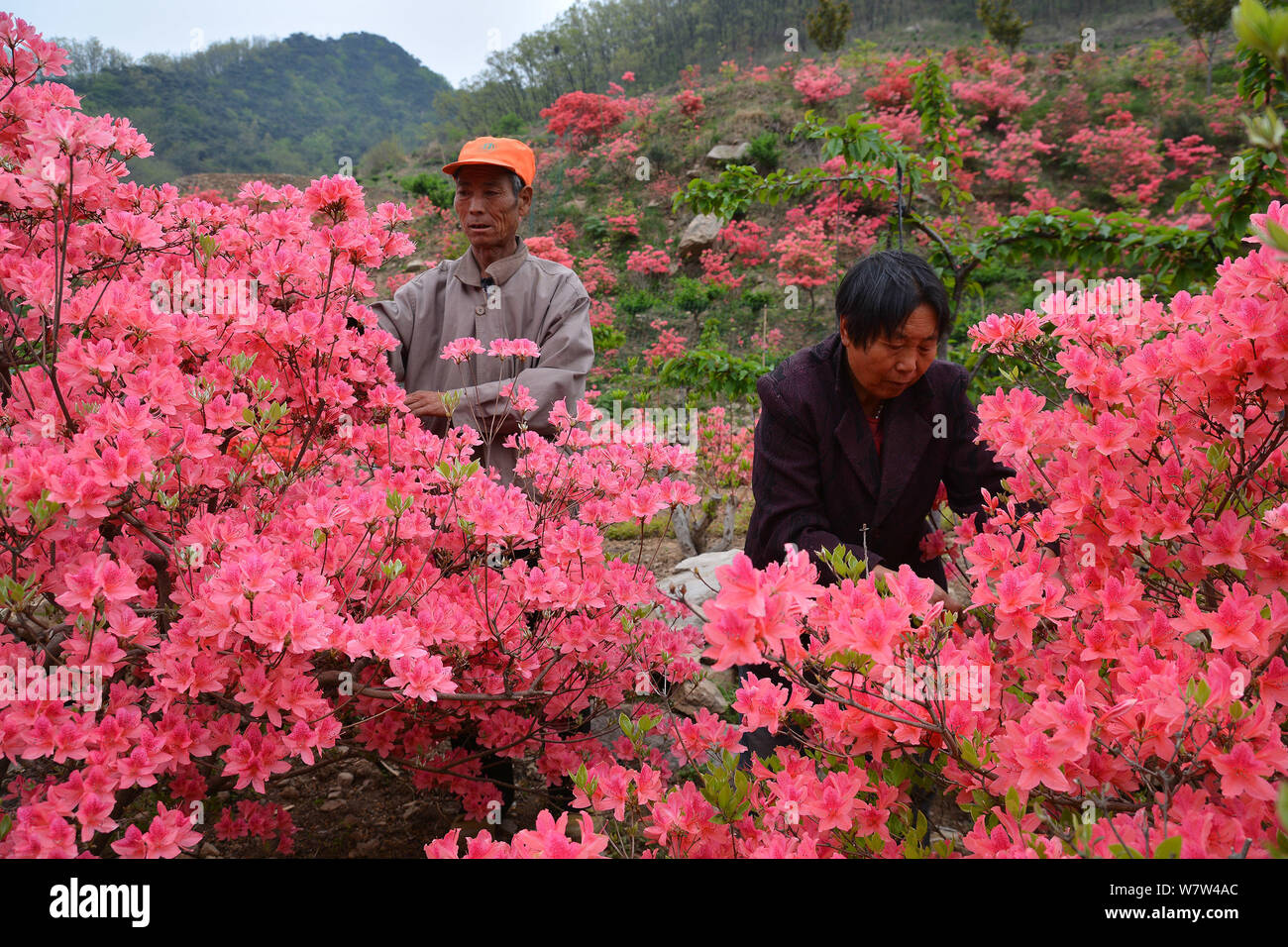 Der 63-jährige Chinese Li Jixiang und 67-jährige Chinesin Xu Chuanmei Rhododendren am Jiuxian Mountain Scenic Spot in Rizhao Stadt prune, e Stockfoto