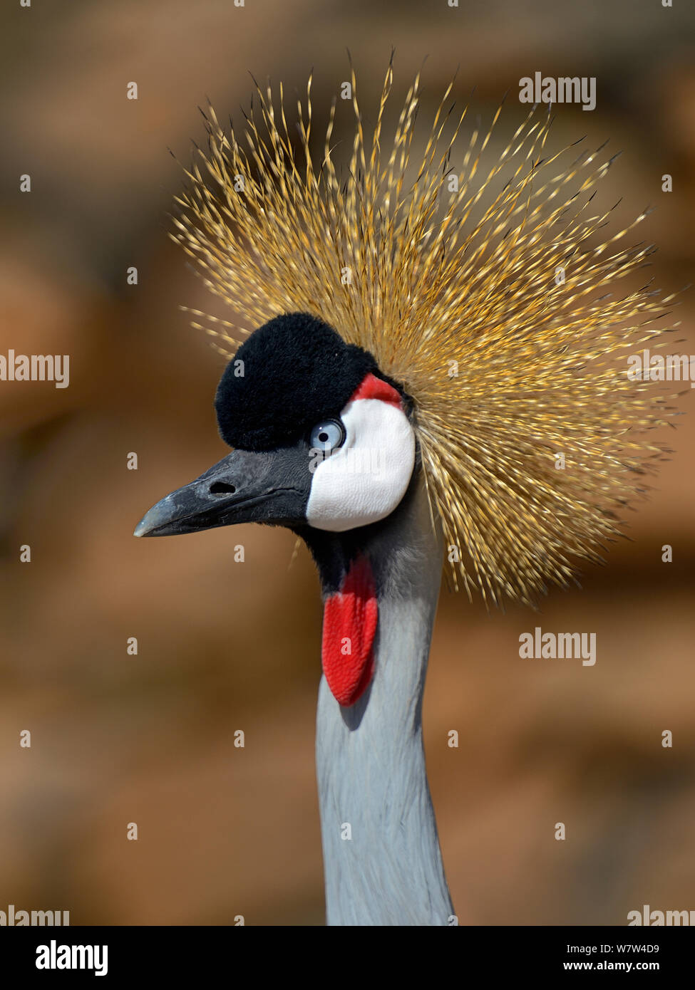 Schwarz gekrönt Kran (Balearica pavonina) Porträt, Samburu National Reserve, Kenia. Stockfoto