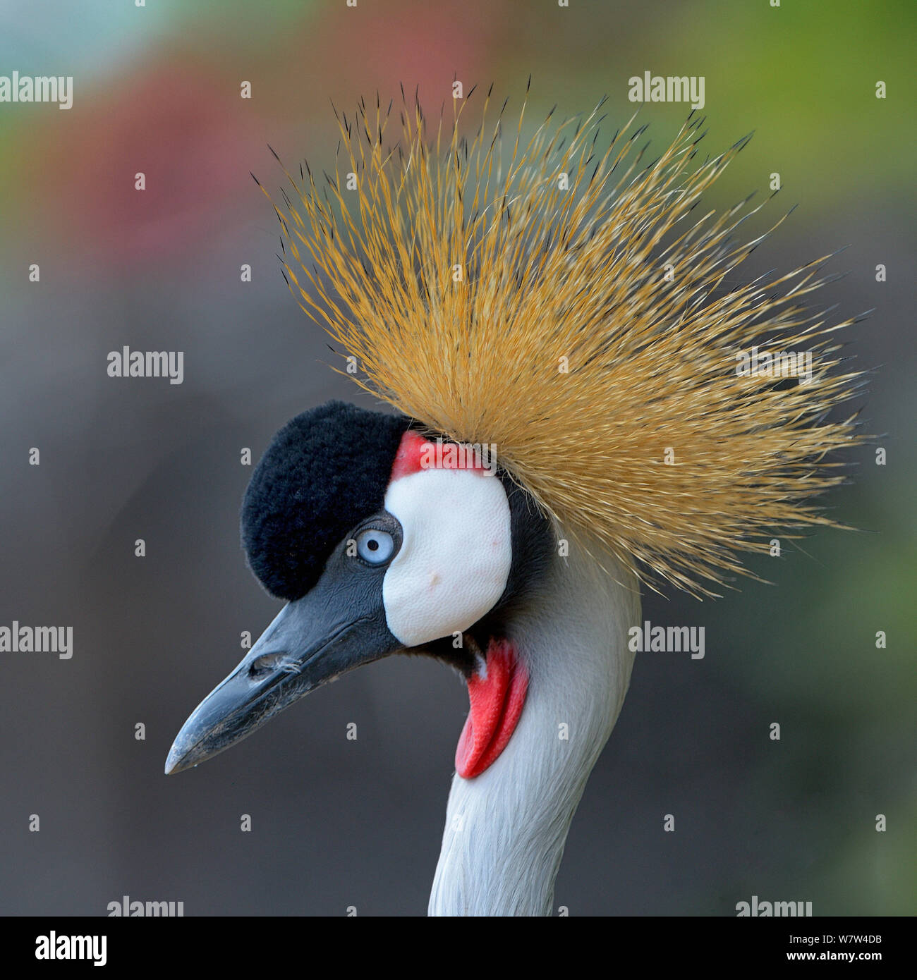 Schwarz gekrönt Kran (Balearica pavonina) Porträt, Samburu National Reserve, Kenia. Stockfoto