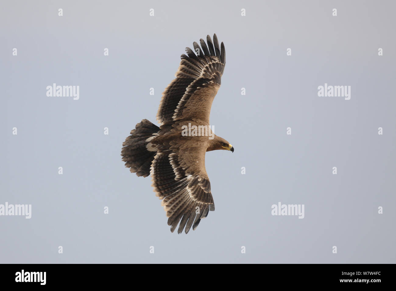 Steppenadler (Aquila Nipalensis) während des Fluges, Oman, November Stockfoto