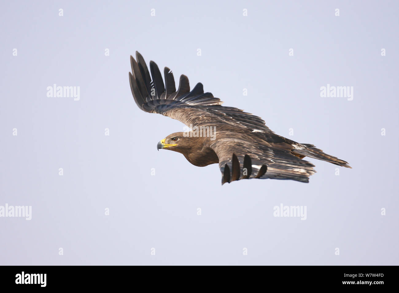 Steppenadler (Aquila Nipalensis) während des Fluges, Oman, November Stockfoto