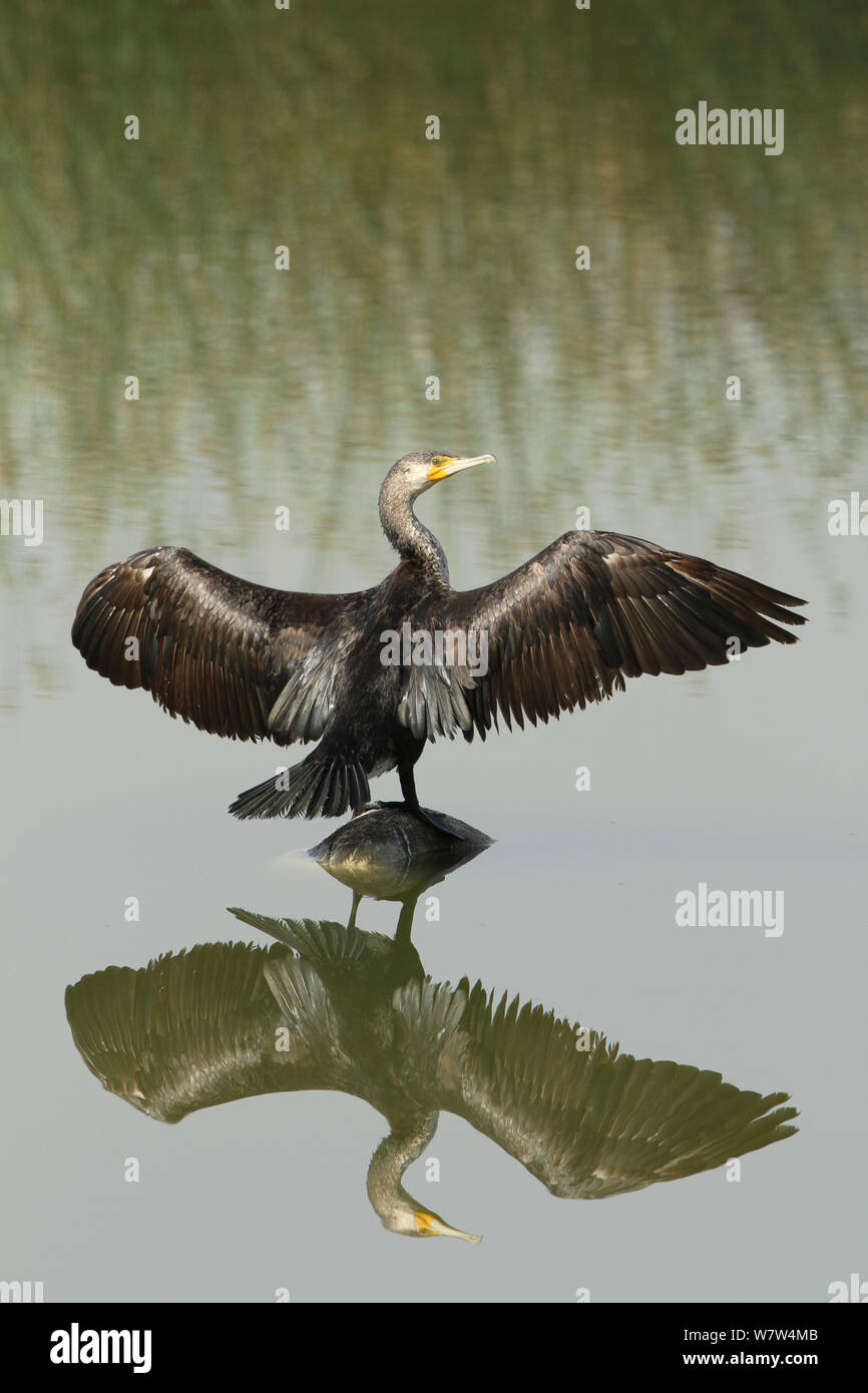 Kormoran (Phalacrocorax carbo) trocknen Flügel, Oman, April Stockfoto