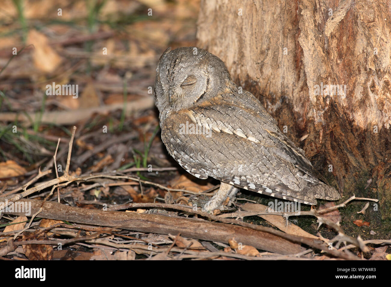 Eurasian scops Owl (Otus scops) ruht, Oman, September Stockfoto