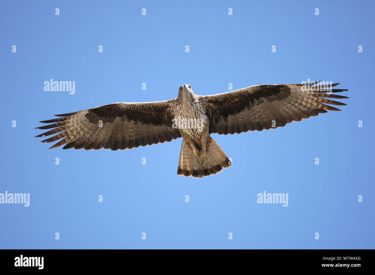 Bonelli&#39;s Eagle (Aquila fasciatus) im Flug, Oman, Januar Stockfoto