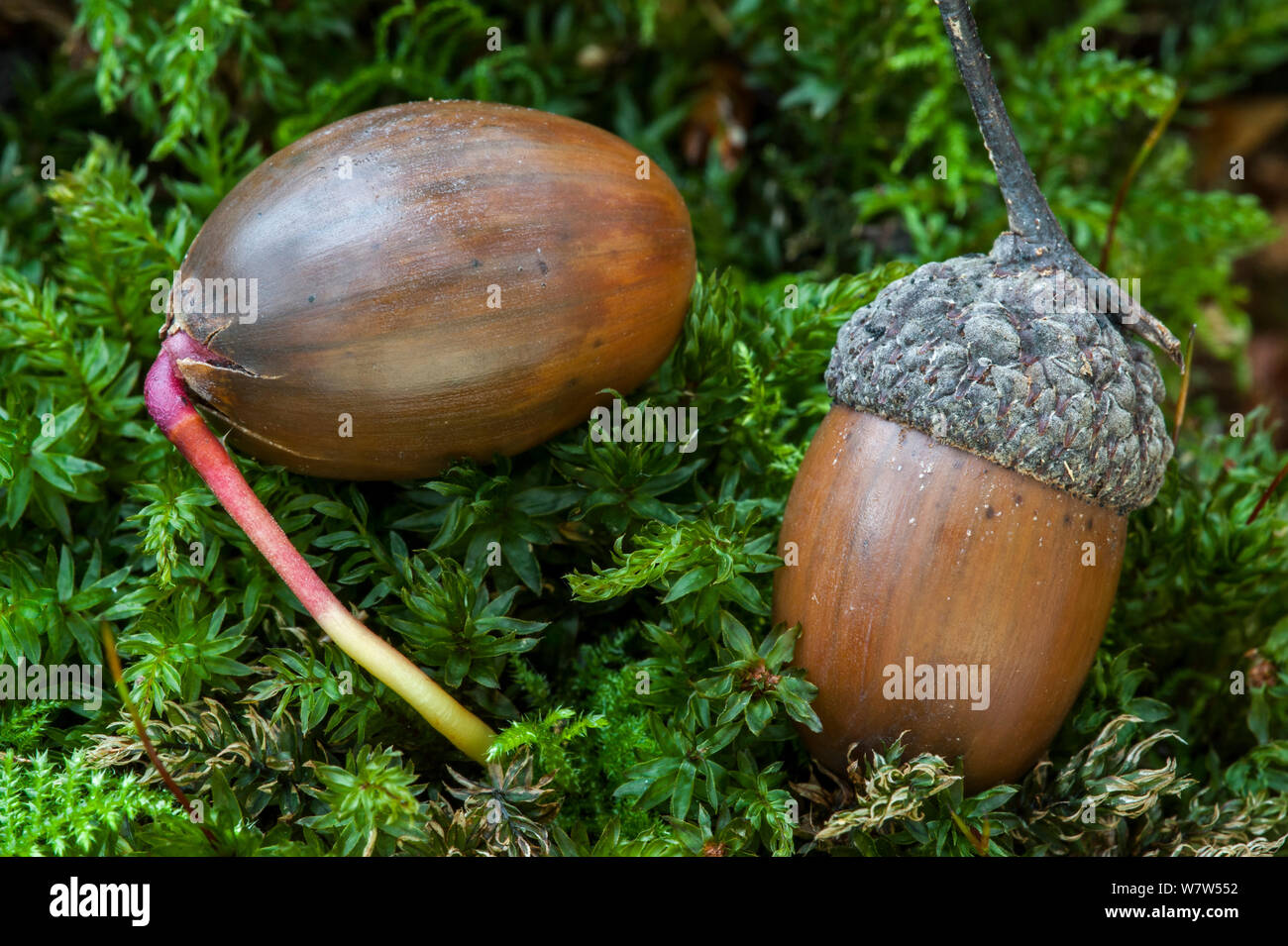 Pedunculate oak (Quercus robur) Acorn sprießen, Belgien, November. Stockfoto