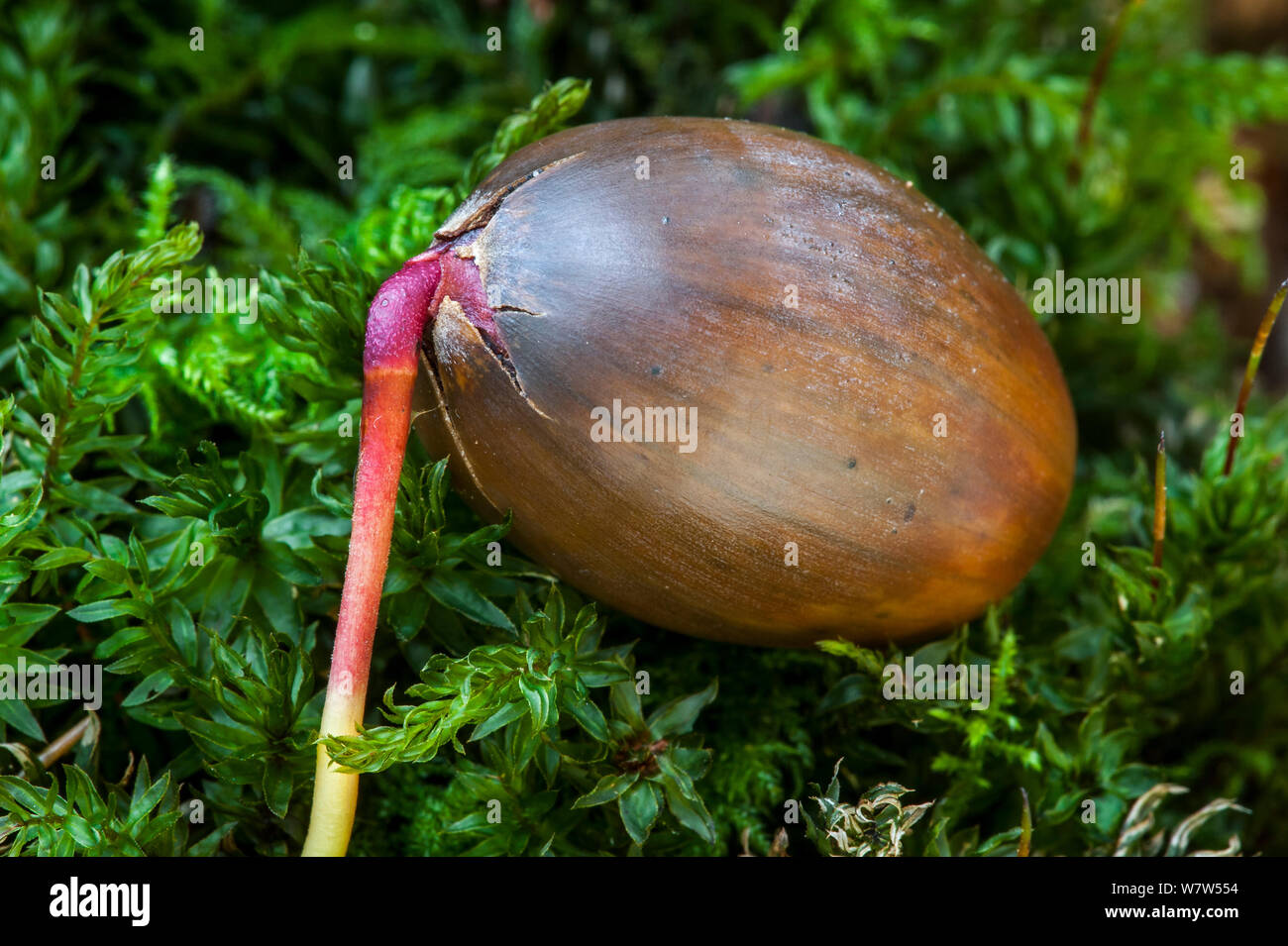 Pedunculate oak (Quercus robur) Acorn sprießen, Belgien, November. Stockfoto