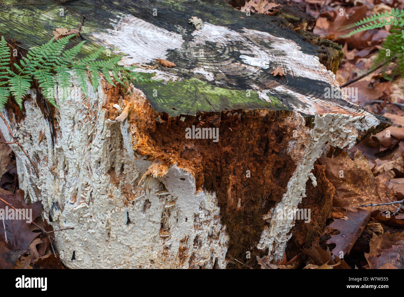 Pilze (Antrodia xantha), die sich auf einem Baumstumpf und Braunfäule, Belgien, November. Stockfoto