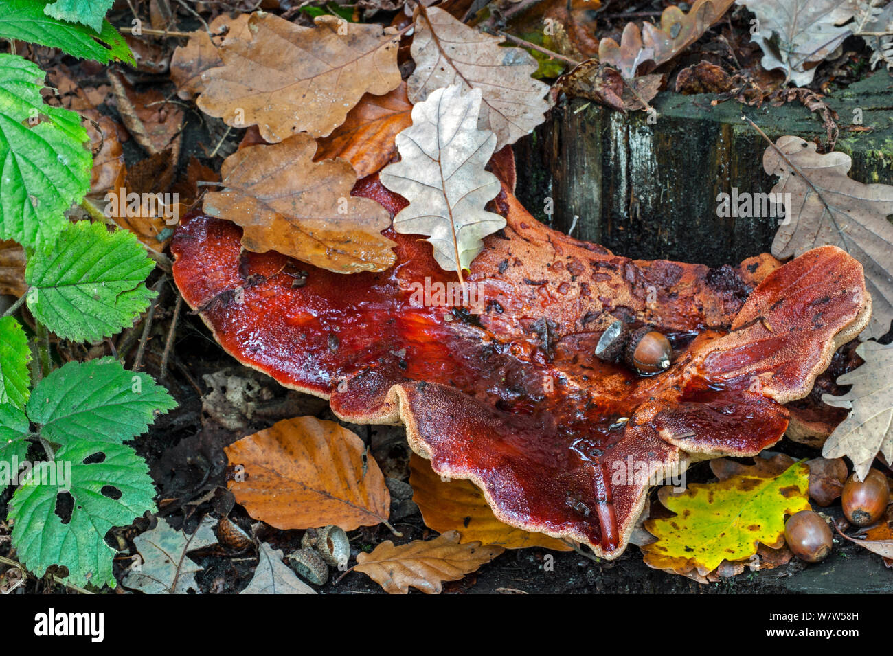 Beefsteak Pilz (Fistulina leberblümchen), wächst an einem Baumstamm, Belgien, Oktober. Stockfoto