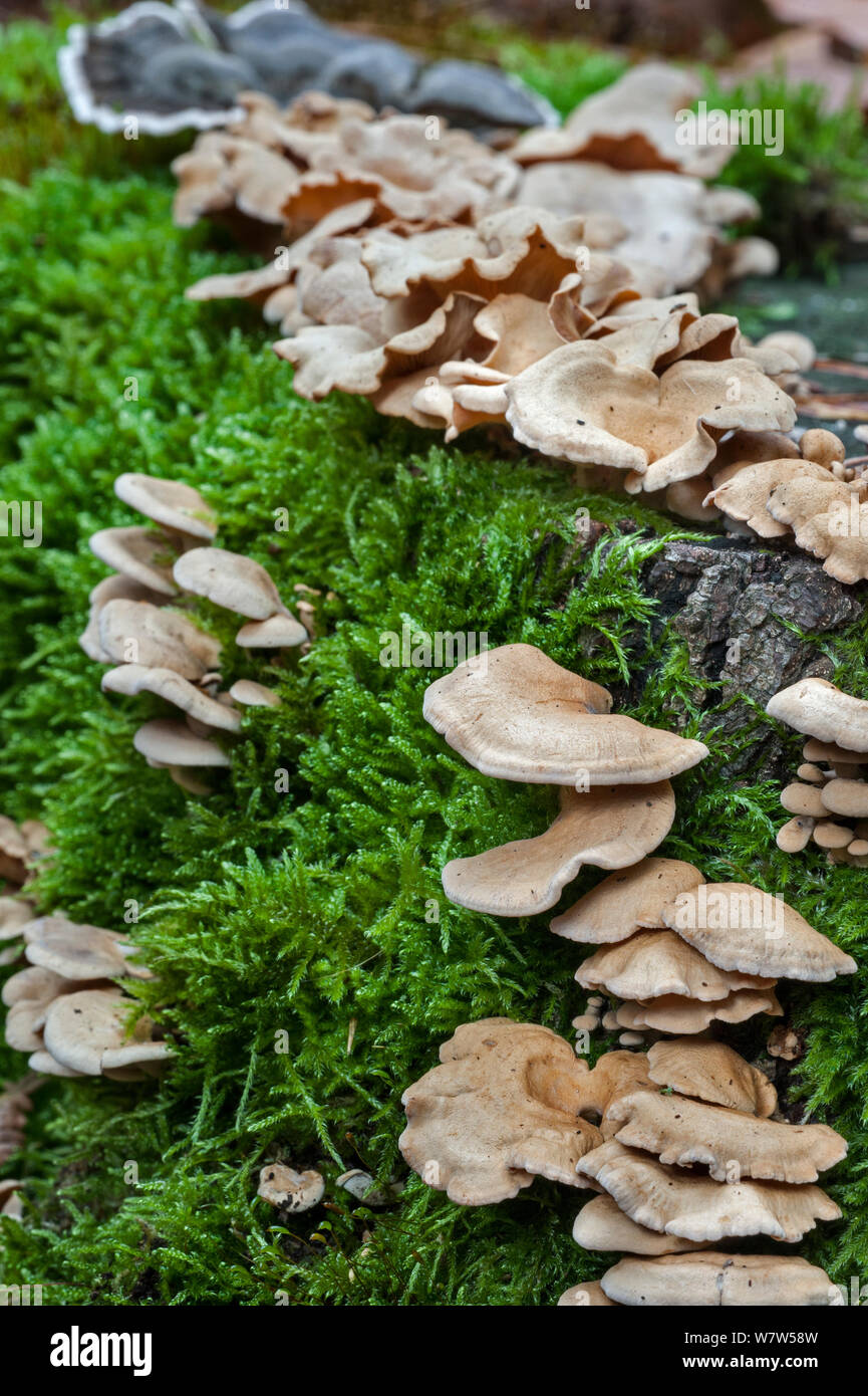 Oyster (Panellus Stipticus Bitter) wachsen auf einem Baumstumpf, Belgien, Oktober. Stockfoto