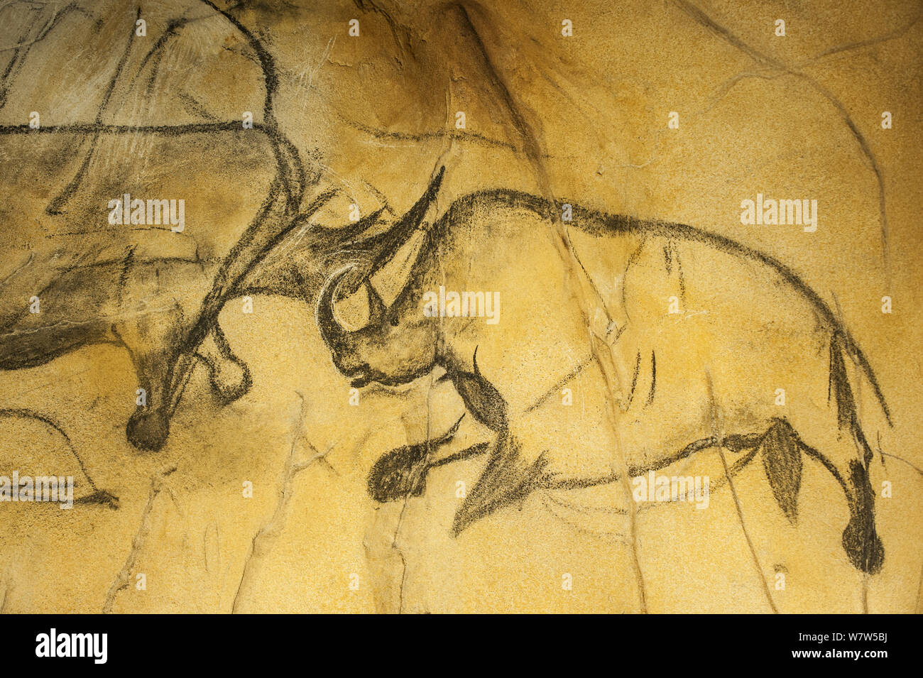Replik von prähistorischen Höhlenmalereien in der Höhle von Chauvet, mit Woolly Nashörner (Coelodonta antiquitatis), Chauvet-Pont-d&#39;Arc Cave, Ardèche, Frankreich. Stockfoto