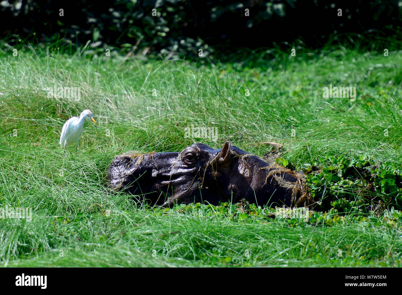 Flusspferd (Hippopotamus amphibius) in Wasser Salat, mit Kuhreiher (Bubulcus ibis) Orango Insel, Guinea-Bissau. Stockfoto