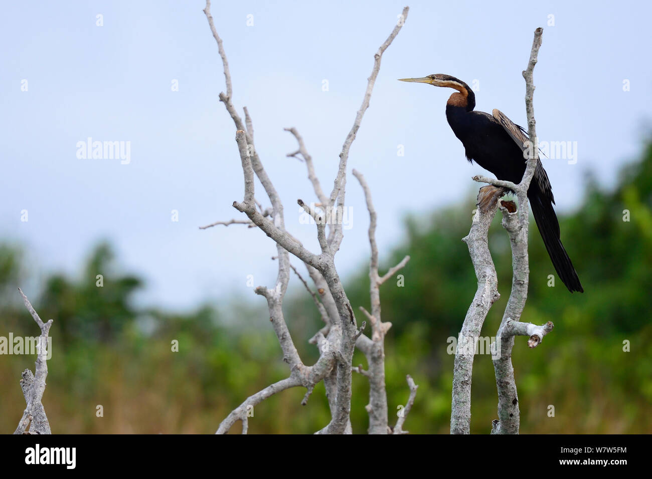 (Anhinga Anhinga rufa) im Mangrove Tree, orango Insel, Guinea-Bissau, Dezember 2013. Stockfoto