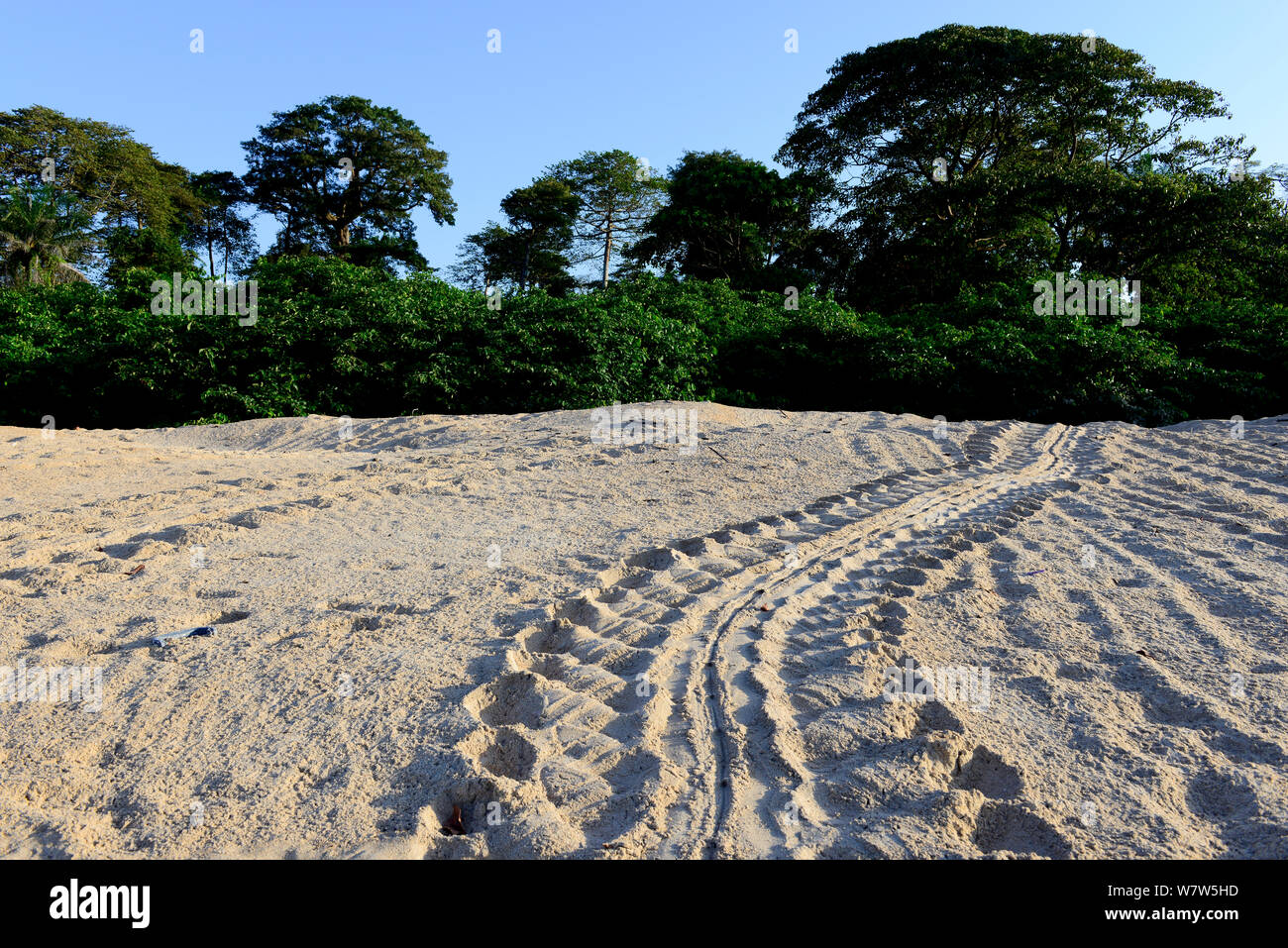 Titel der Suppenschildkröte (Chelonia mydas) auf Sand Strand, Guinea Bissau. Stockfoto