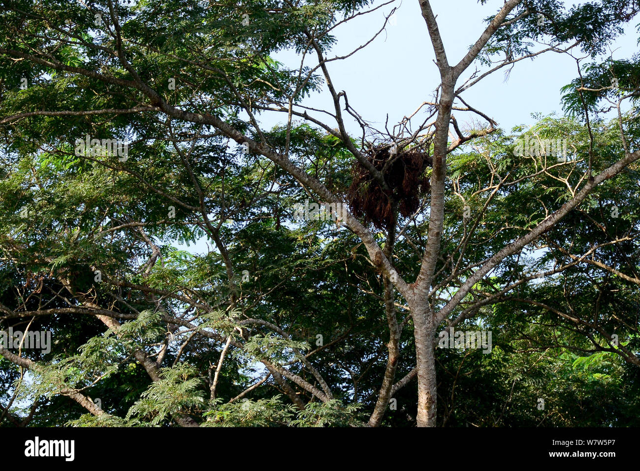 Schimpanse (Pan troglodytes Verus) Nest Cantanhez Nationalpark, Guinea Bissau. Stockfoto