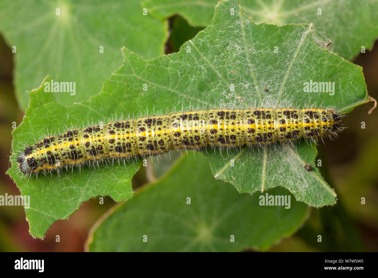 Große weiße raupen Fotos und Bildmaterial in hoher Auflösung Alamy