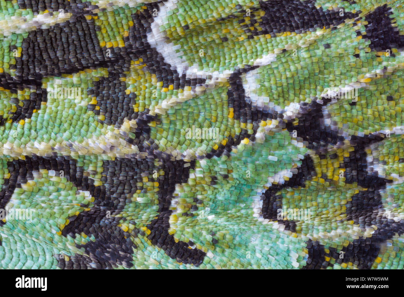Nahaufnahme des Flügels von merveille-du-jour Motte (Dichonia aprilina), mit Waage deutlich sichtbar. Diese Art ist gut gegen Flechten getarnt. Leicestershire, UK. September. Stockfoto