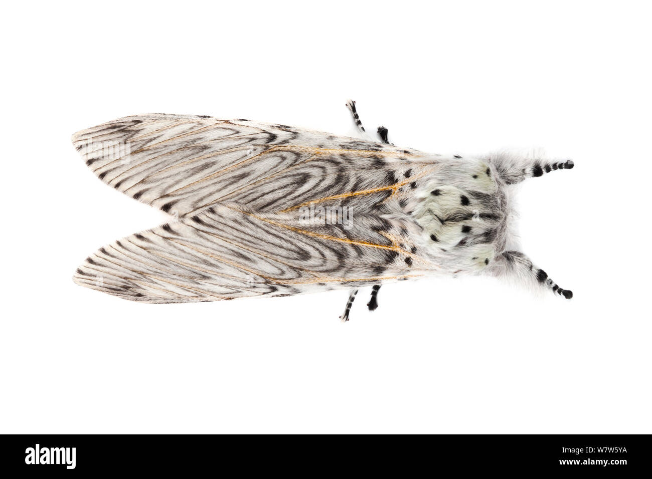 Puss Moth (Cerura vinula), auf einem weißen Hintergrund im mobilen Bereich Studio fotografiert. Derbyshire, Großbritannien. Mai. Stockfoto