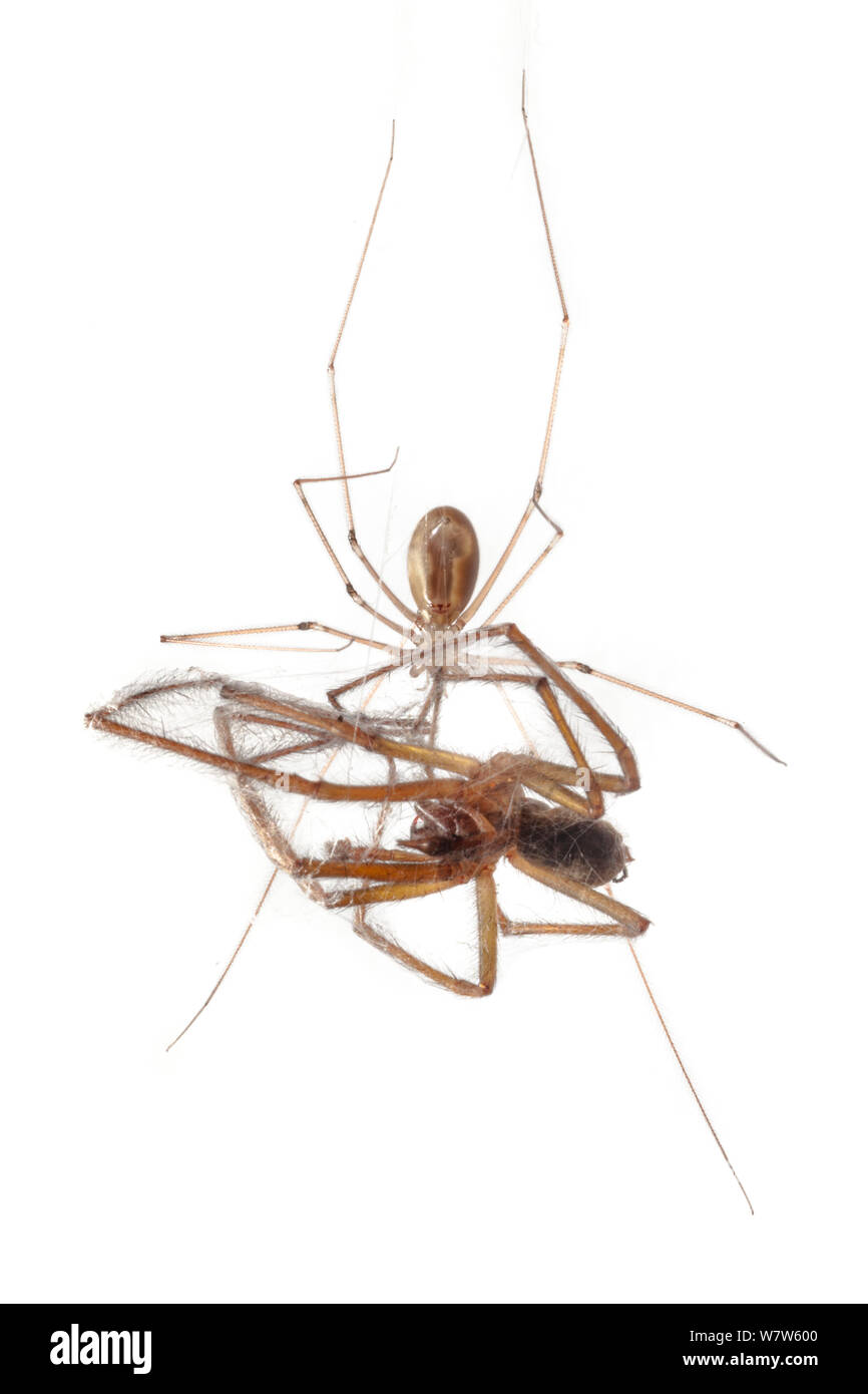 Keller Spider/Daddy Longlegs (Pholcus phalangioides) Fütterung auf ein Haus Spinne (Tegenaria domestica), die er gefangen hat. Im mobilen Bereich Studio fotografiert. Derbyshire, Großbritannien. Oktober. Stockfoto