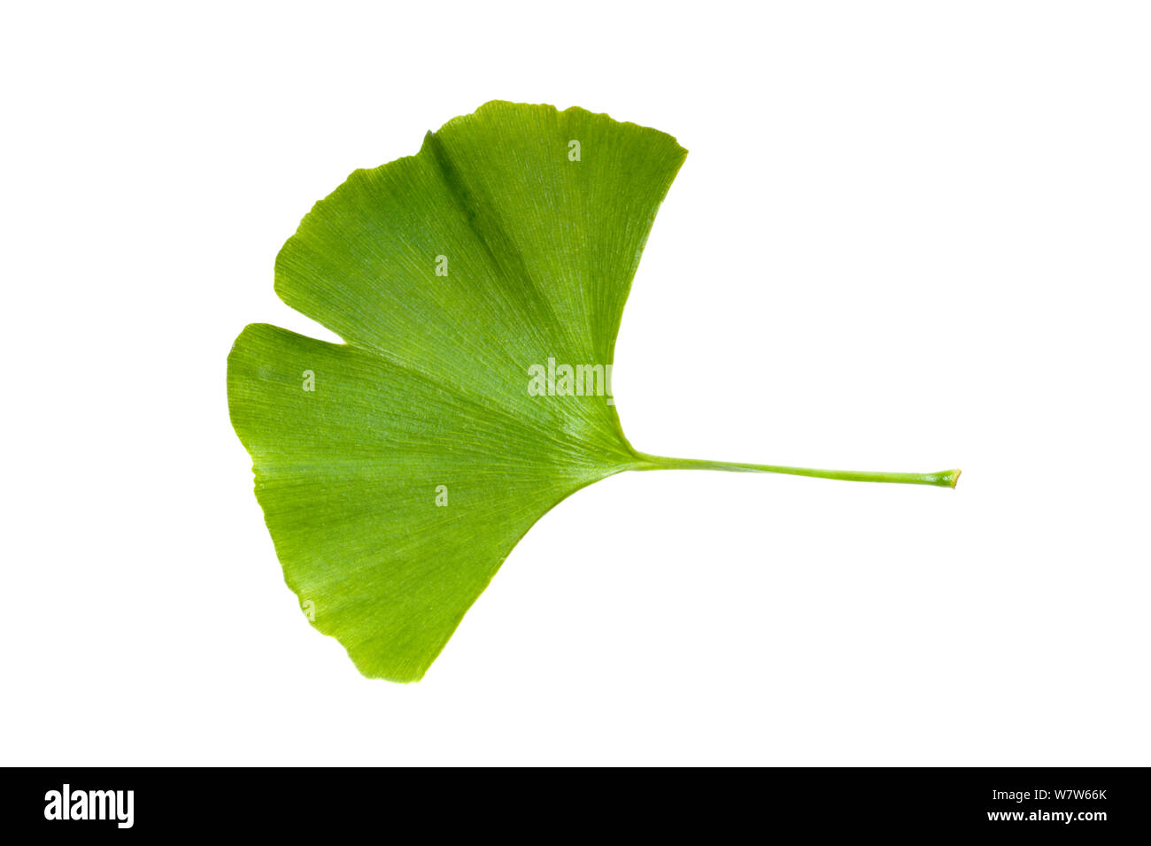 Ein Blatt aus einem Ginkgobaum (Ginkgo biloba) auch als maidenhair Tree bekannt. Der Ginkgo ist ein lebendes Fossil und erkennbar ähnlich zurückgehenden Fossilien 270 Millionen Jahre. Auf weißem Hintergrund fotografiert. Heimisch in China. Stockfoto