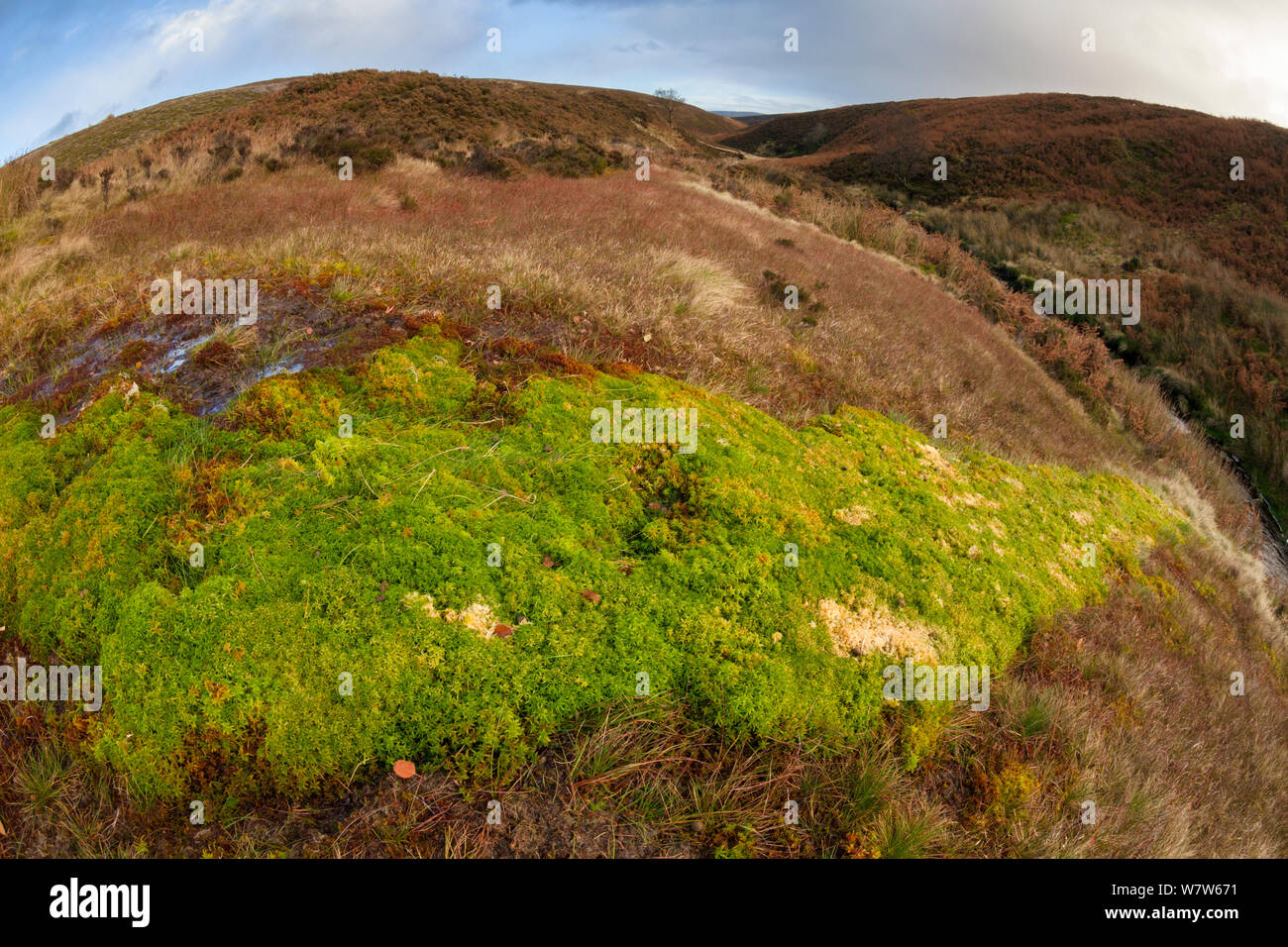 Sphagnum Moos (Sphagnum sp.) wachsen auf sumpfigen Moorlandschaft. Nationalpark Peak District, Derbyshire, UK. November. Mit Weitwinkel Objektiv aufgenommen. Stockfoto