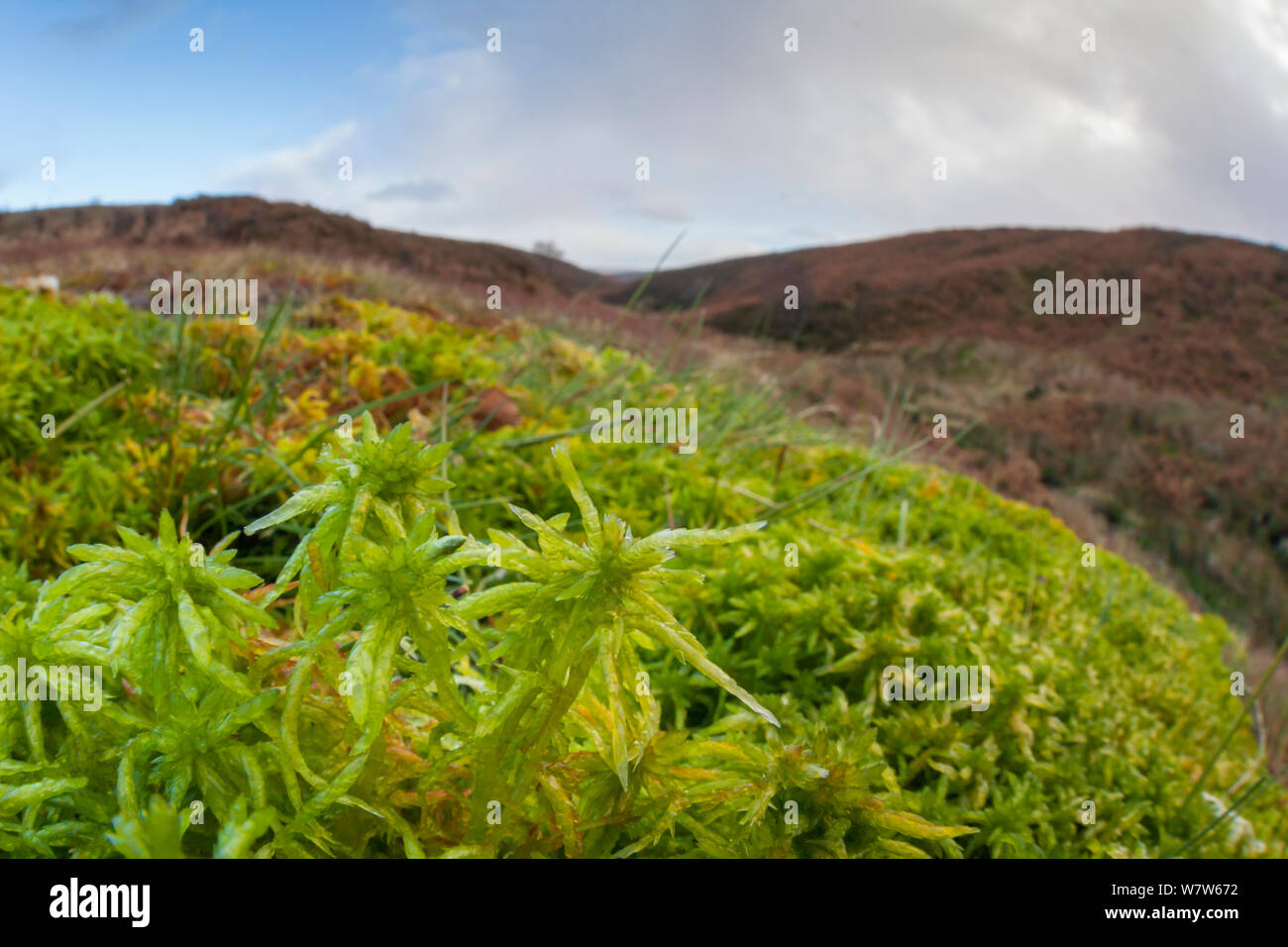 Sphagnum Moos (Sphagnum sp.) wachsen auf sumpfigen Moorlandschaft. Nationalpark Peak District, Derbyshire, UK. November. Stockfoto