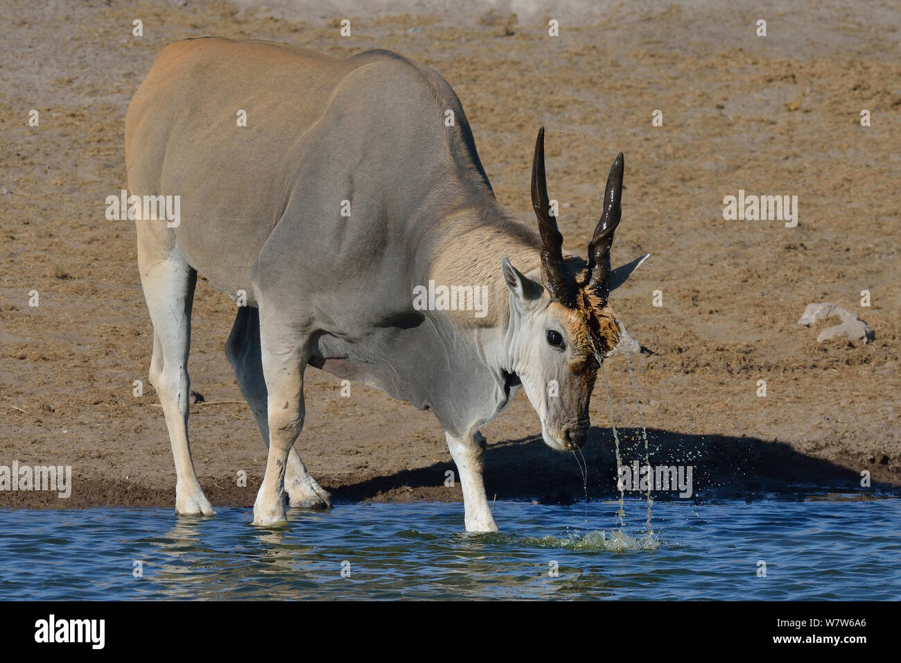 Stier Süd-/Gemeinsame elenantilope (taurotragus Oryx) at Waters Edge, Etosha National Park, Namibia, März. Stockfoto