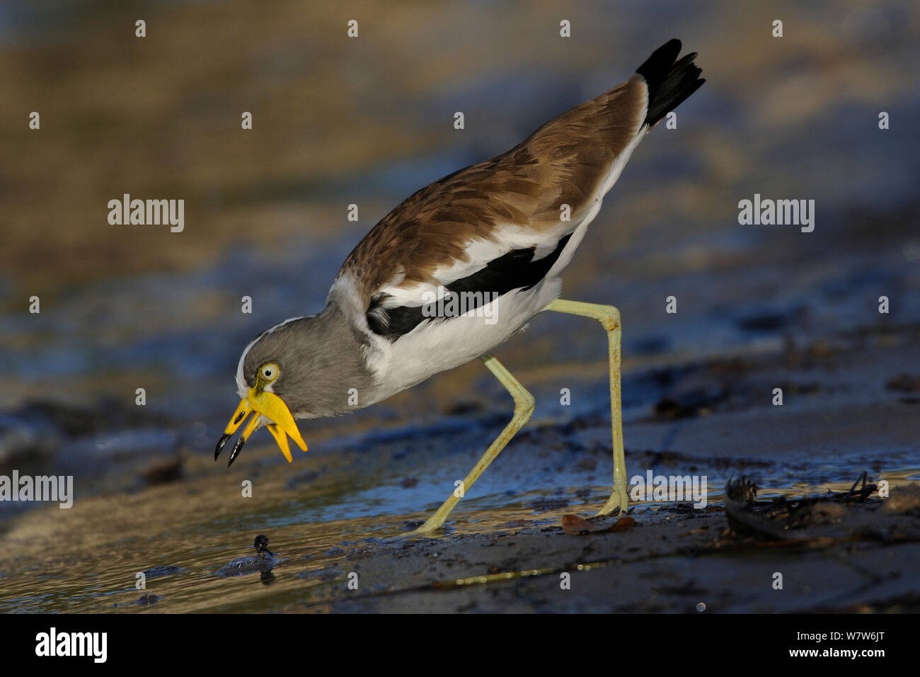 Weiß gekrönt Kiebitz (Vanellus albiceps) Chobe River, Botswana, Januar. Stockfoto