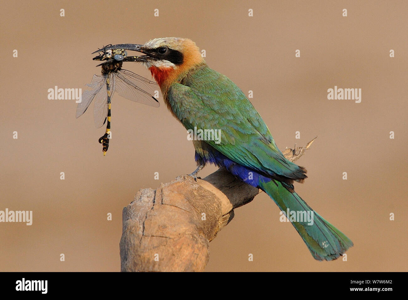 White fronted bee Eater (Merops bullockoides) mit Libelle Beute im Schnabel thront, Chobe River, Botswana. Stockfoto