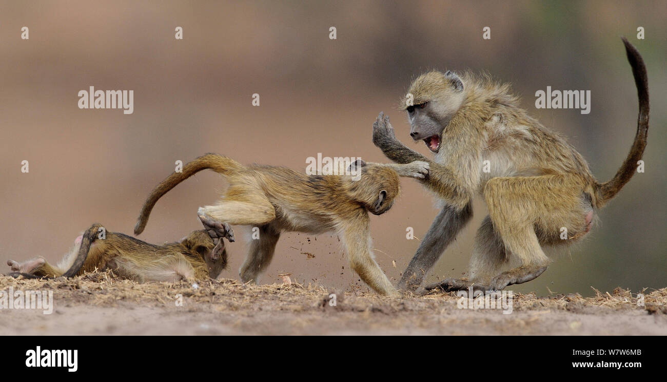 Drei Chacma Paviane (Papio ursinus) spielen, Chobe River, Botswana, Juli. Stockfoto