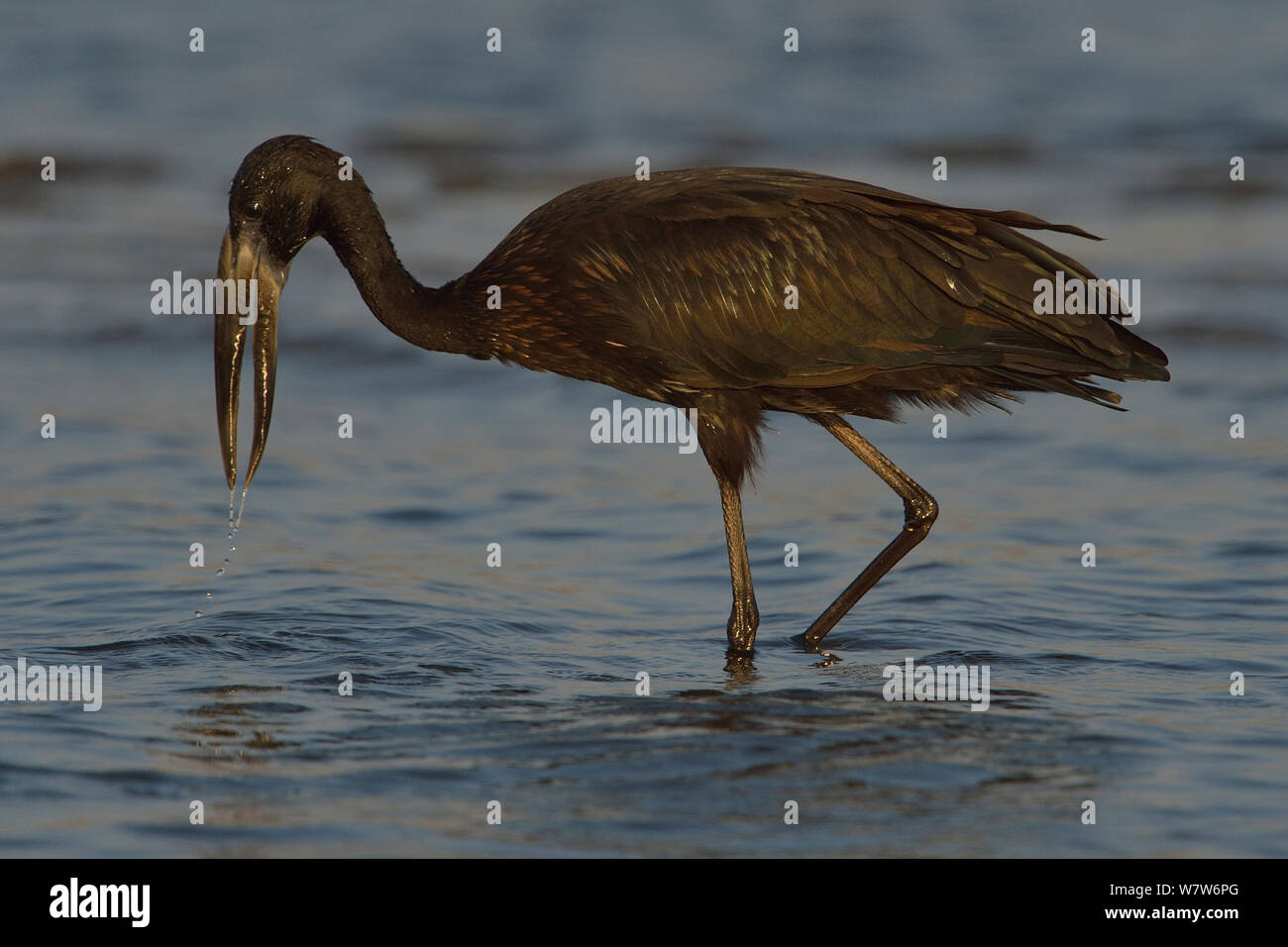 Afrikanische openbill (Anastomus lamelligerus) Jagd, Chobe River, Botswana, Oktober. Stockfoto