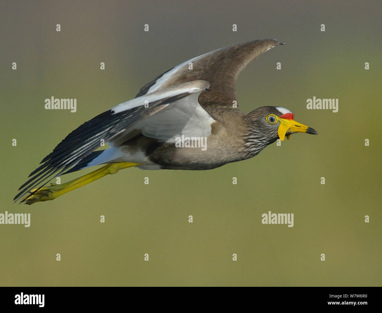 Afrika/Senegal Gelbstirn-blatthühnchen plover/Kiebitz (Vanellus senegallus) im Flug, Chobe River, Botswana, Oktober. Stockfoto