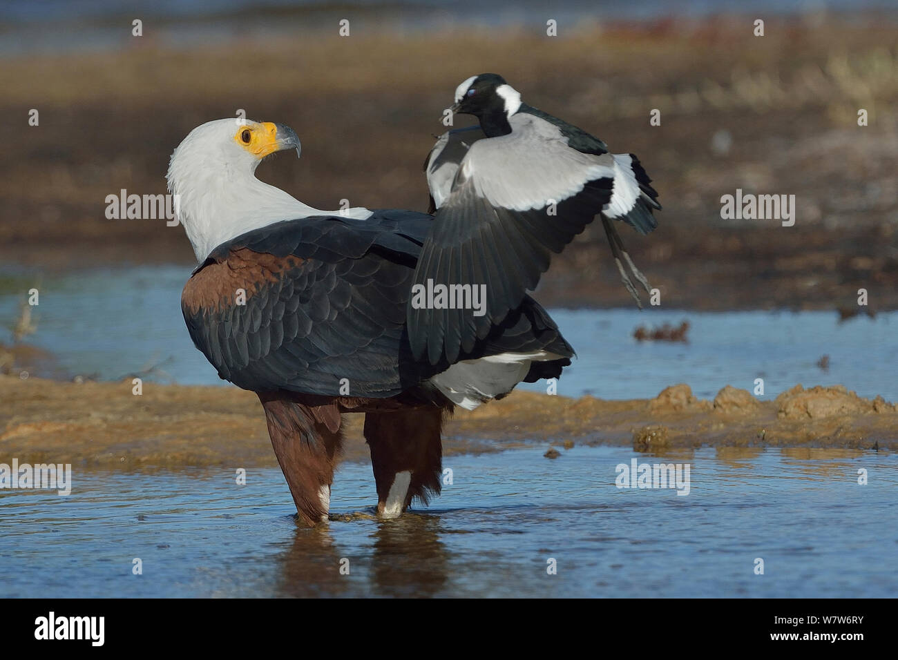 Schmied Kiebitz/plover (Vanellus armatus) angreifenden African Fish Eagle (Haliaeetus vocifer) Chobe River, Botswana, April. Stockfoto
